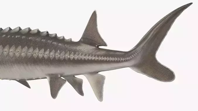 White Sturgeon 3D model 5