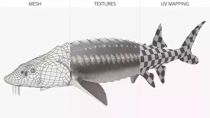 White Sturgeon 3D model 7