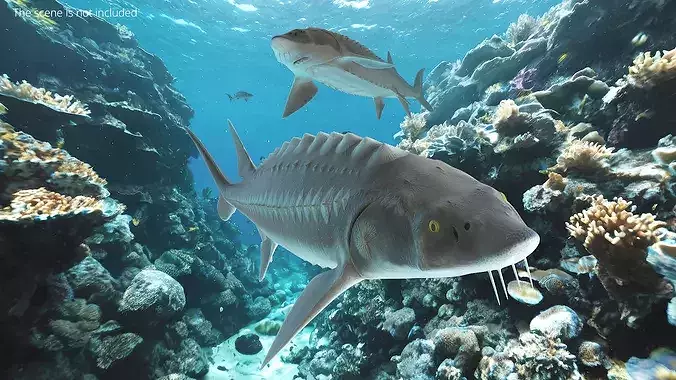 White Sturgeon 3D model 3