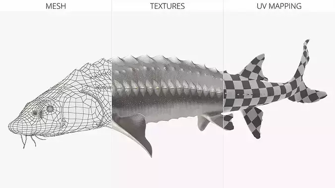 White Sturgeon Swimming Pose 3D model 7