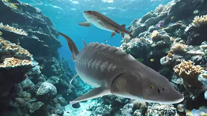 White Sturgeon Swimming Pose 3D model 3