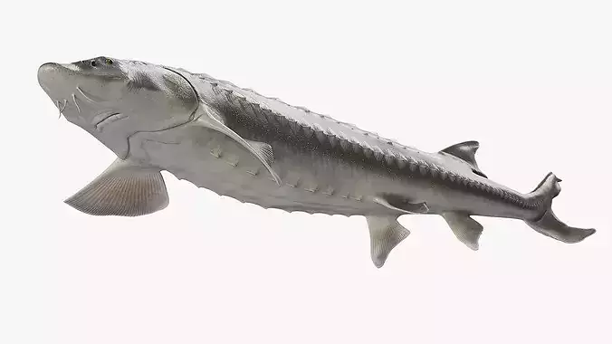 White Sturgeon Swimming Pose 3D model 6