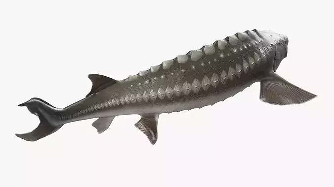 White Sturgeon Swimming Pose 3D model 4