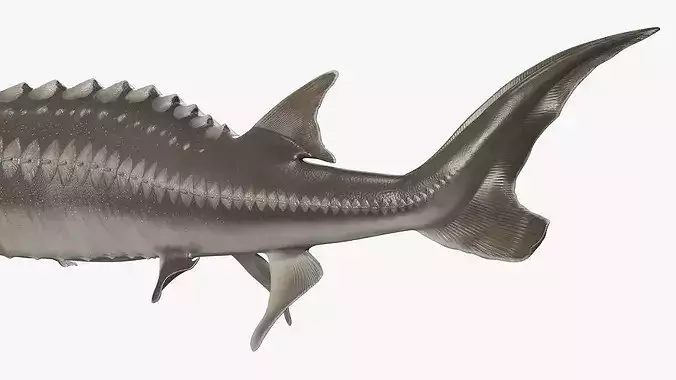 White Sturgeon Swimming Pose 3D model 5