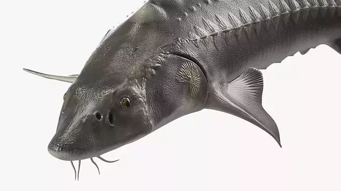 White Sturgeon Swimming Pose 3D model