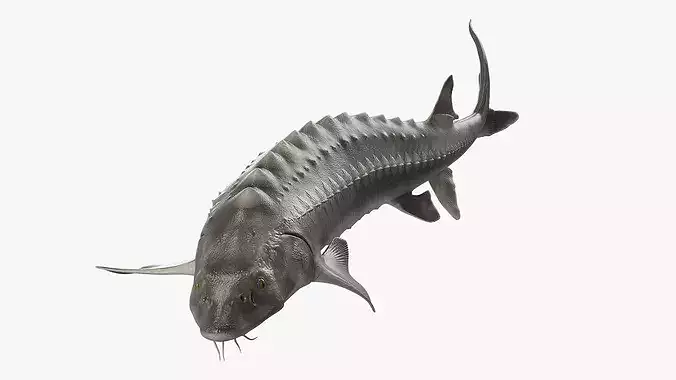 White Sturgeon Swimming Pose 3D model 2