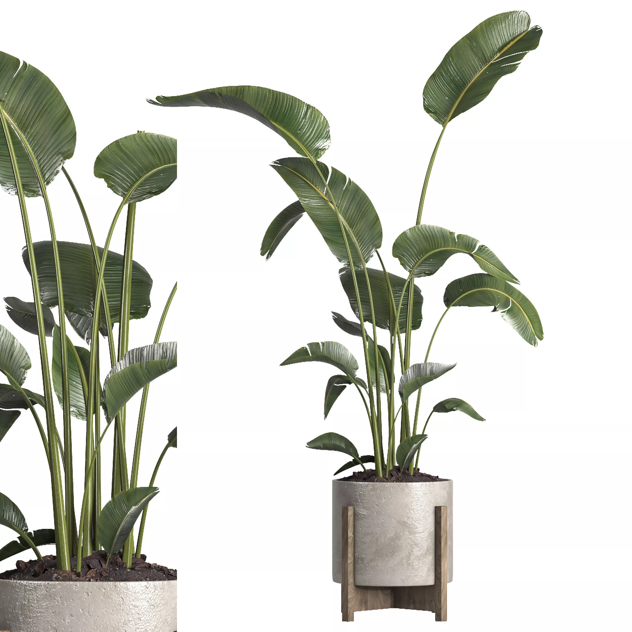 Indoor plant 076 3D model