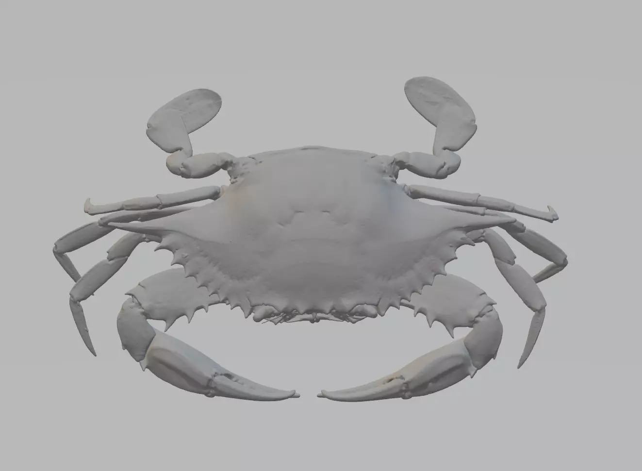Female Blue Crab 3D print model