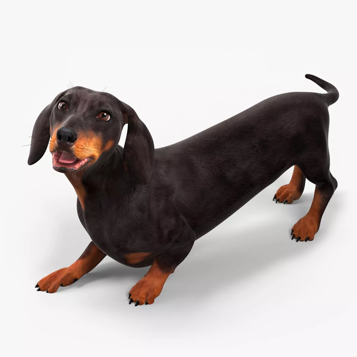 Small Breed Long Dog with Droopy Ears Black Rigged 3D model
