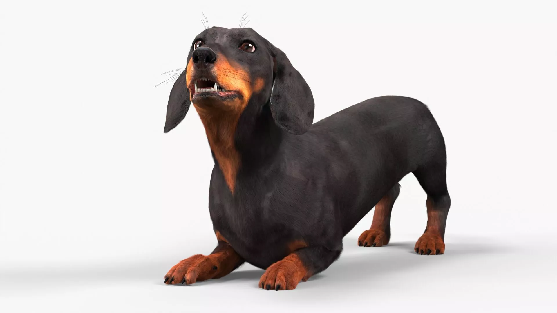 Standard Dachshund Breed Dog Alert Black Fur Rigged 3D model