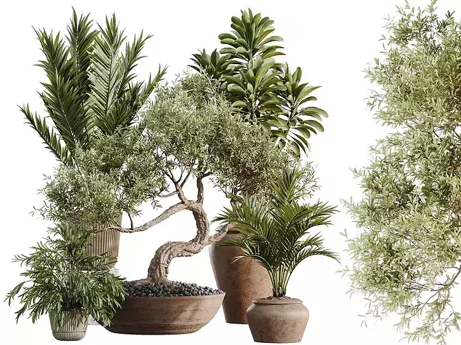 AV Indoor Plants Set 523 Areca Palm Olive Euphorbia Cyara 3D model