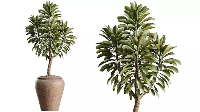 AV Indoor Plants Set 523 Areca Palm Olive Euphorbia Cyara 3D model 5