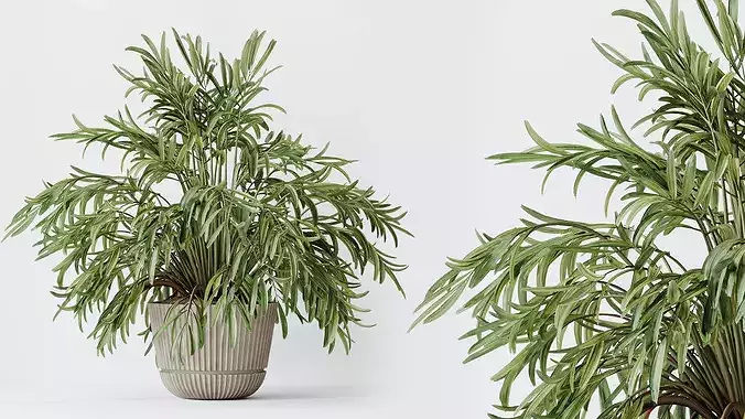 AV Indoor Plants Set 523 Areca Palm Olive Euphorbia Cyara 3D model 3