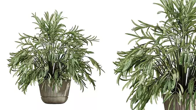 AV Indoor Plants Set 523 Areca Palm Olive Euphorbia Cyara 3D model 7