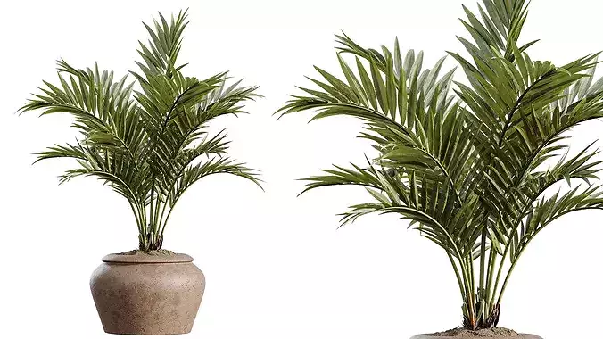 AV Indoor Plants Set 523 Areca Palm Olive Euphorbia Cyara 3D model 4