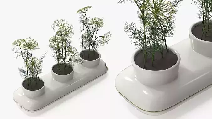 Dill Flowering Bushes in Stoneware Pot White 3D model 4