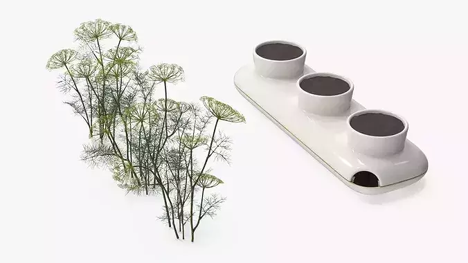 Dill Flowering Bushes in Stoneware Pot White 3D model 6