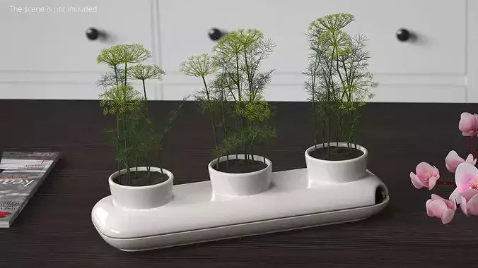 Dill Flowering Bushes in Stoneware Pot White 3D model 2