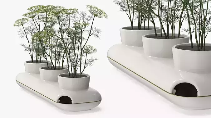Dill Flowering Bushes in Stoneware Pot White 3D model 3