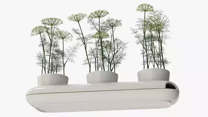 Dill Flowering Bushes in Stoneware Pot White 3D model 5