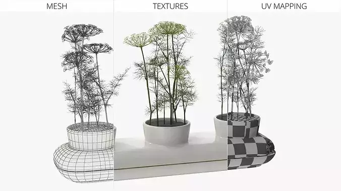 Dill Flowering Bushes in Stoneware Pot White 3D model 7