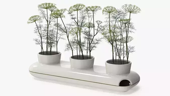Dill Flowering Bushes in Stoneware Pot White 3D model
