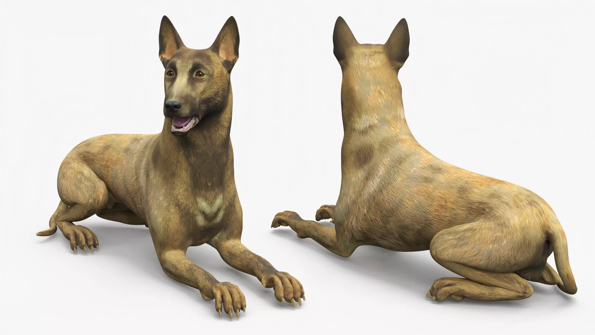 Shepherd Dog Gold Brindle Rigged 3D model
