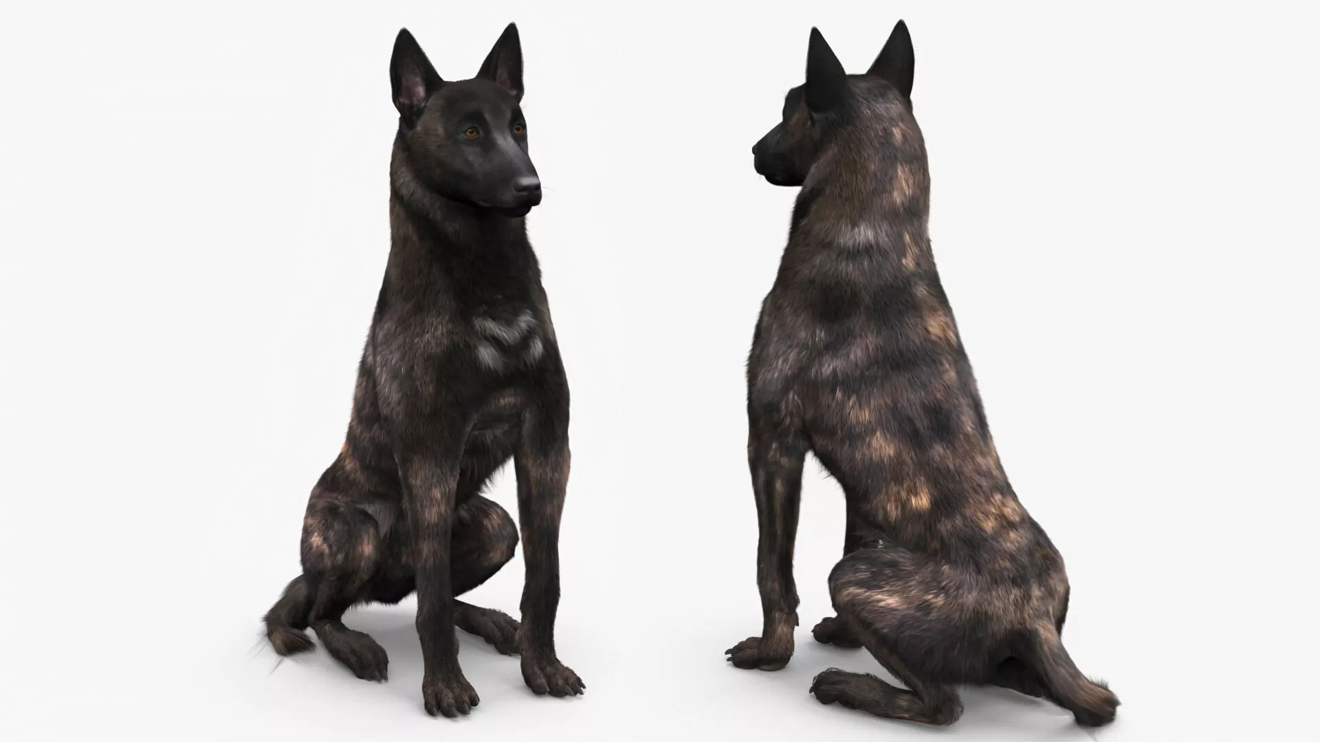 Dog Dutch Shepherd Fur Rigged 3D model