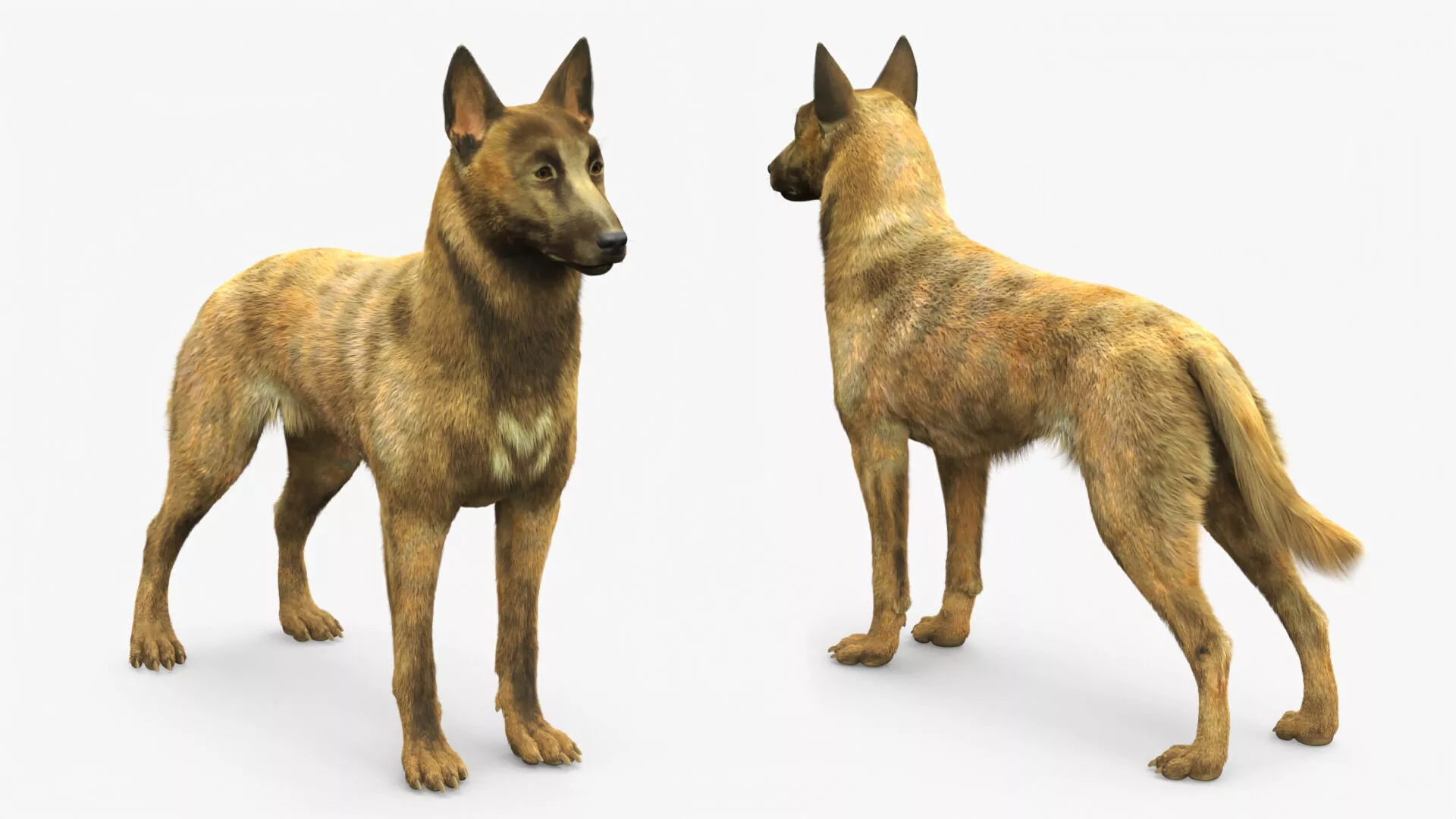 Shepherd Dog Gold Brindle Fur Rigged 3D model