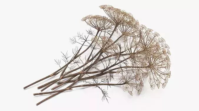 Dried Dill Sprigs 3D model