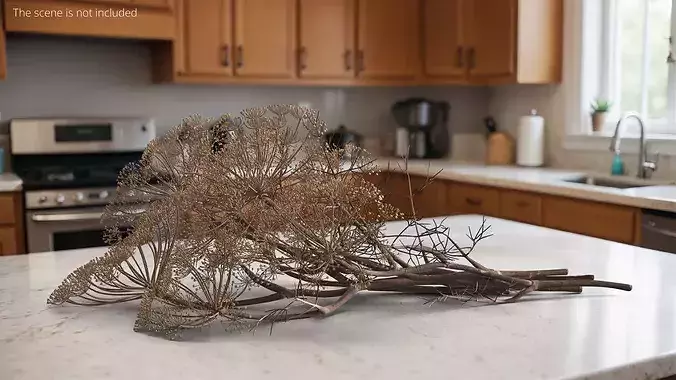 Dried Dill Sprigs 3D model 3