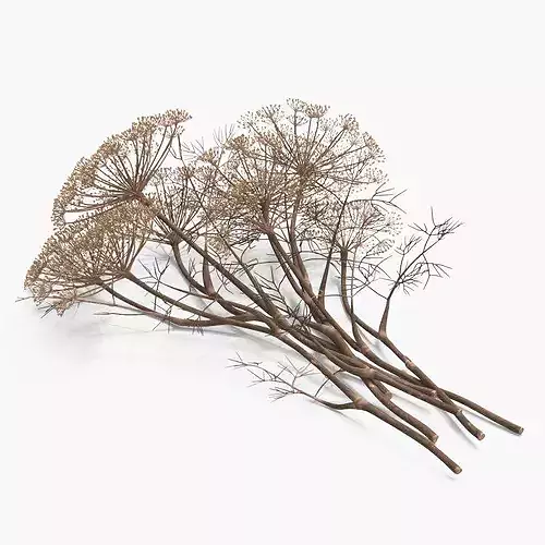 Dried Dill Sprigs 3D model 6
