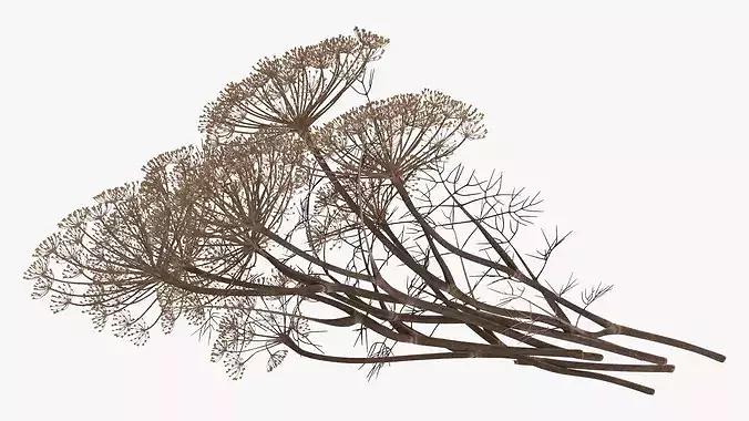 Dried Dill Sprigs 3D model 4