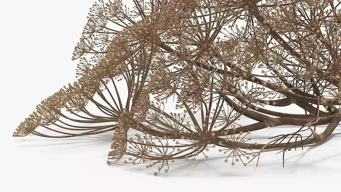 Dried Dill Sprigs 3D model 5