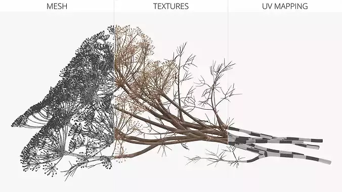 Dried Dill Sprigs 3D model 7