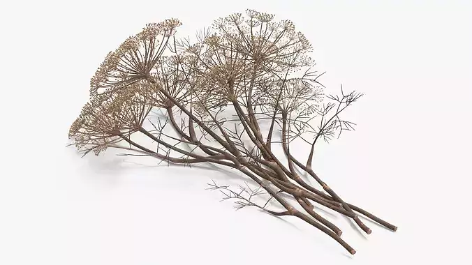 Dried Dill Sprigs 3D model 2