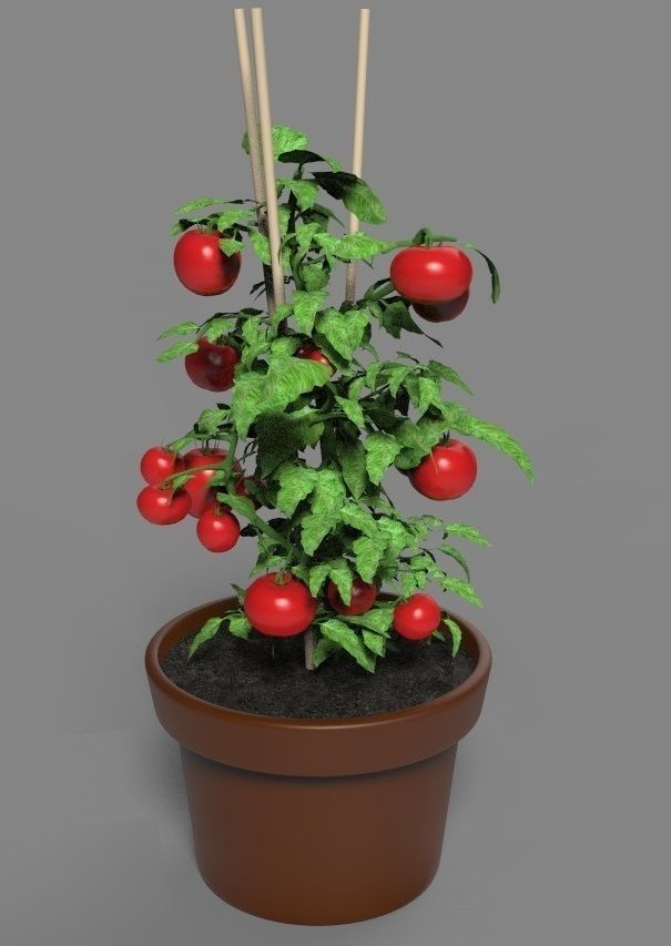 Cherry tomato in a pot