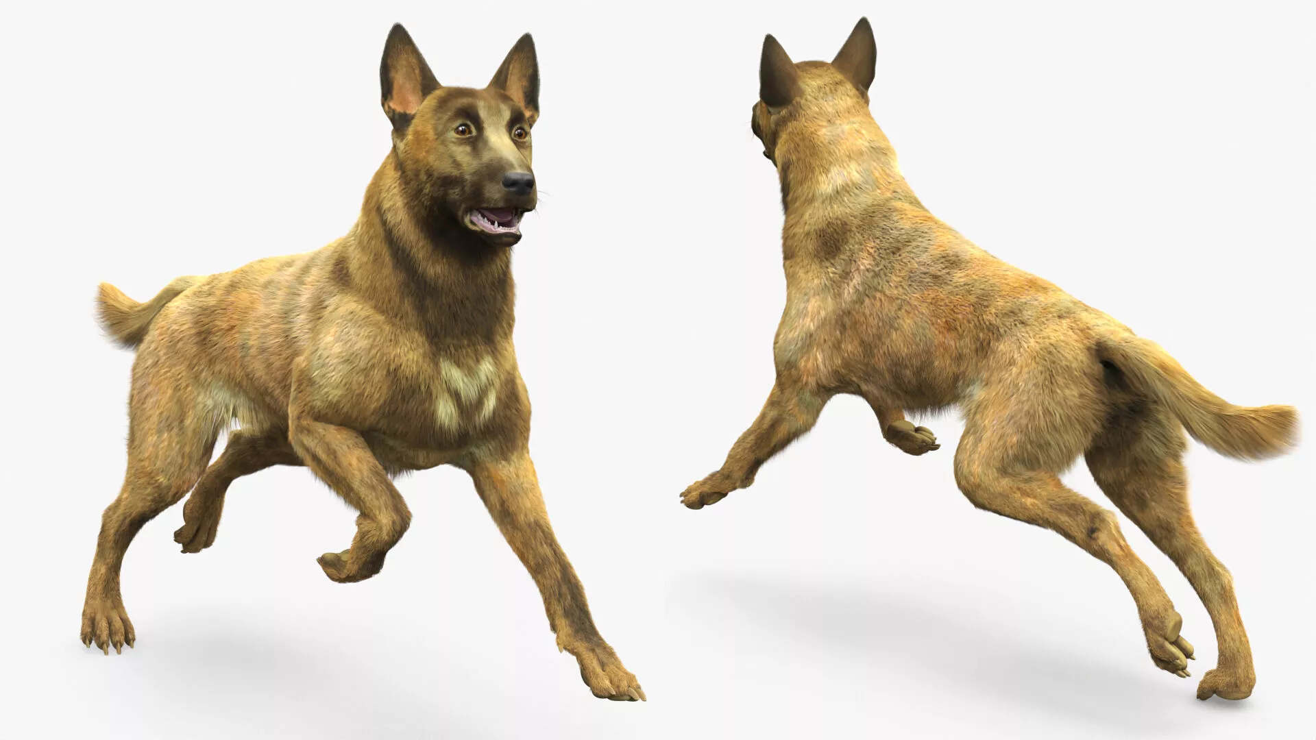 Dutch Herding Dog in Run Pose Gold Brindle Fur 3D model