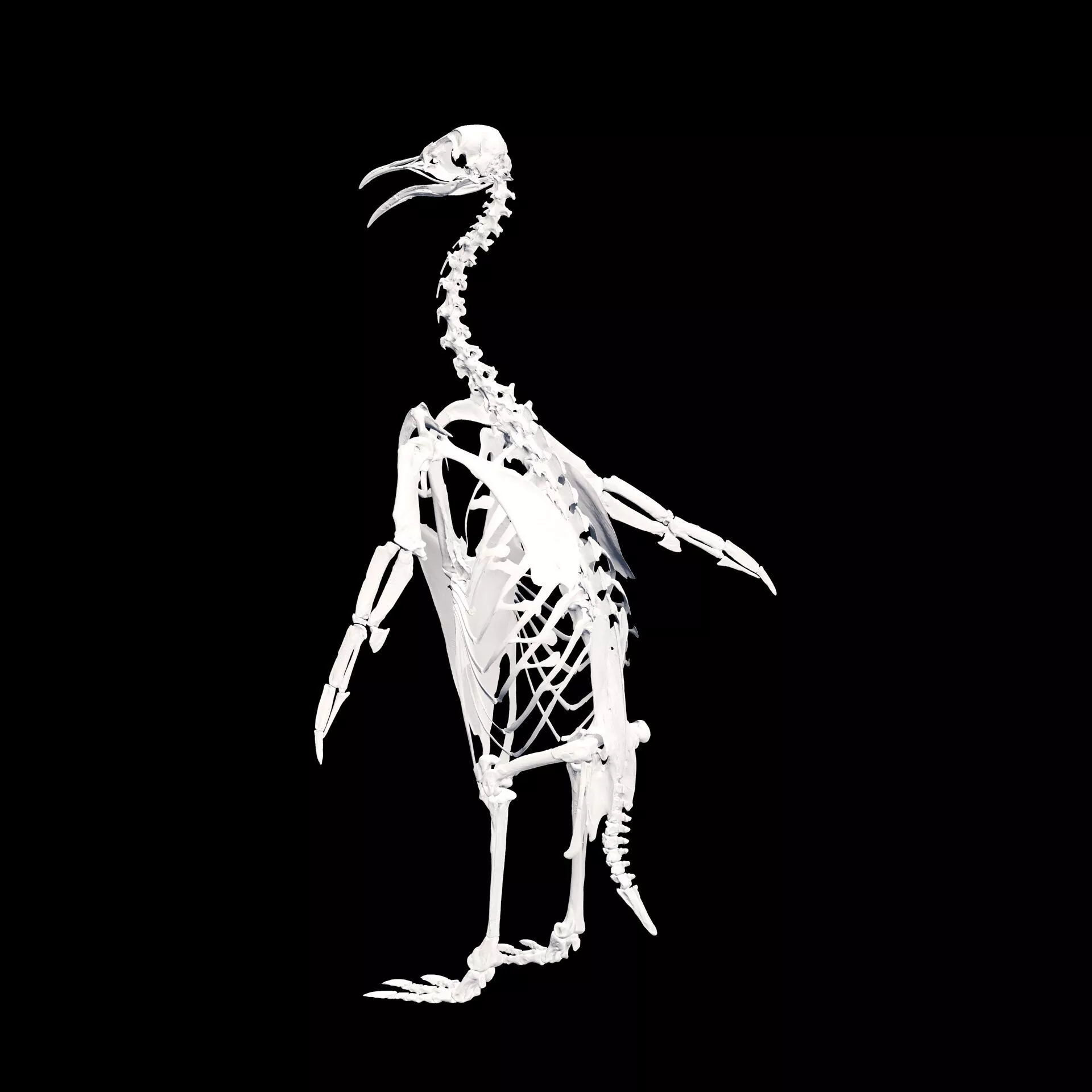 PENGUIN Emperor Penguin ANATOMY BONES SKELETON 3D print model