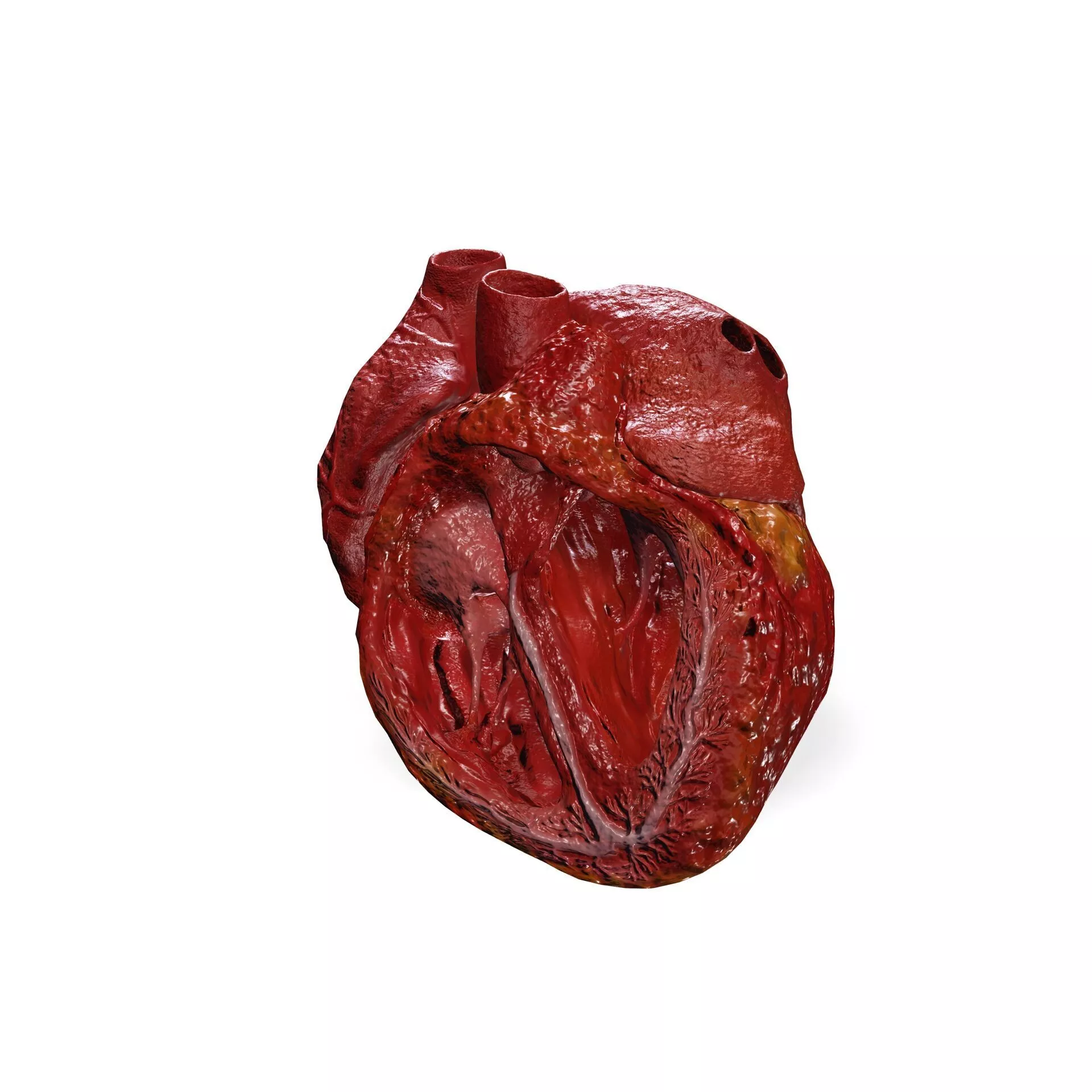 Anatomy of the Human Heart Split View INTERIOR INTERIOR 3D print model
