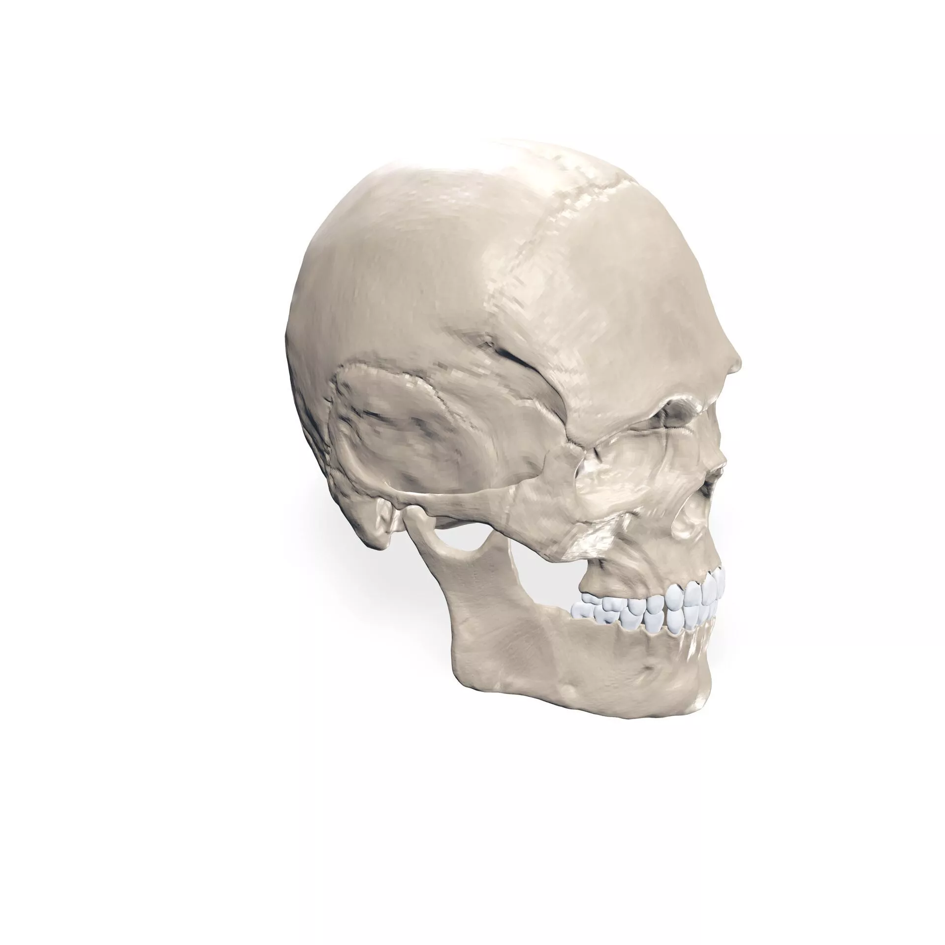 SKULL CRANEO CRANIO ANATOMY TEETH Free 3D print model