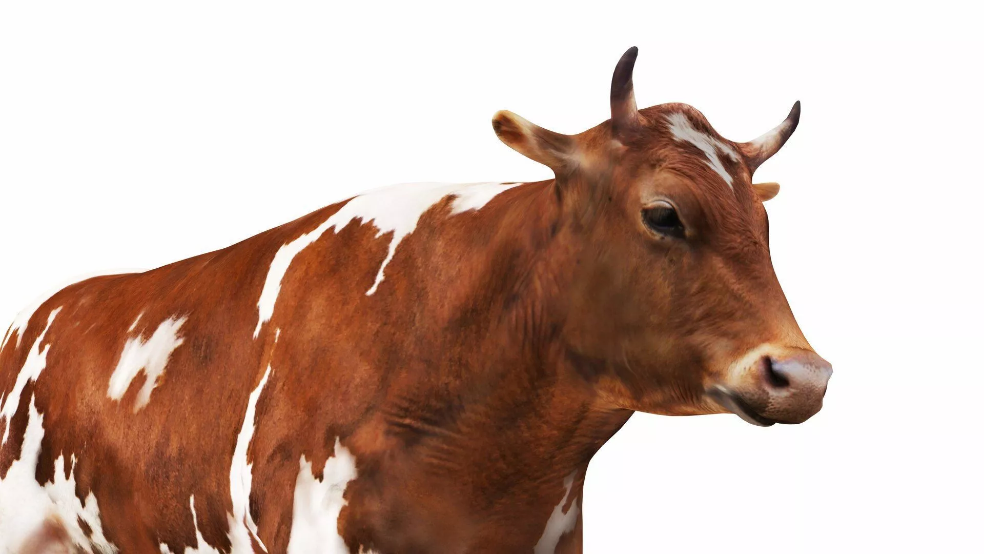 Dairy Cow 2 Low-poly 3D model
