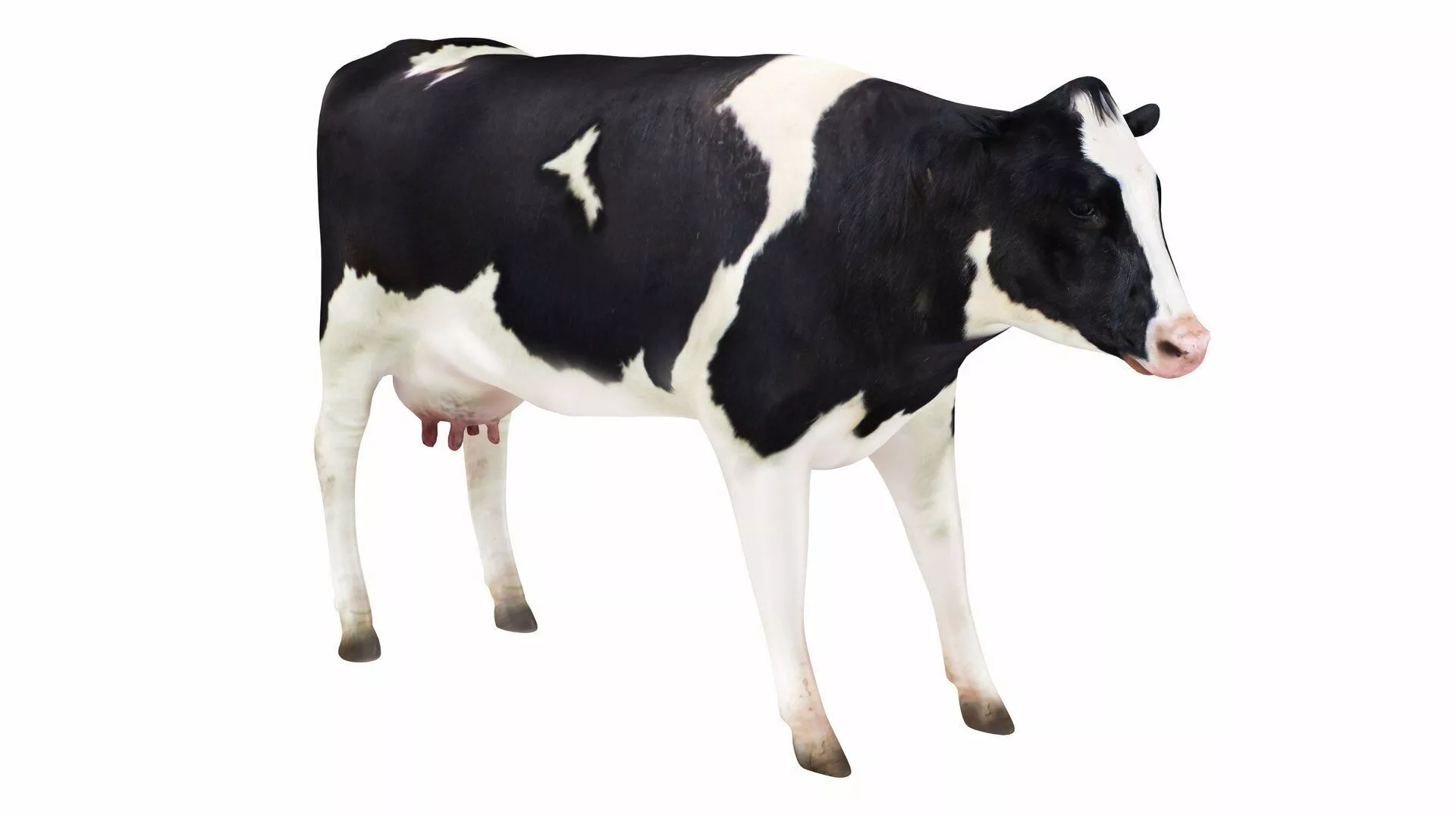 Dairy Cow 3 Low-poly 3D model