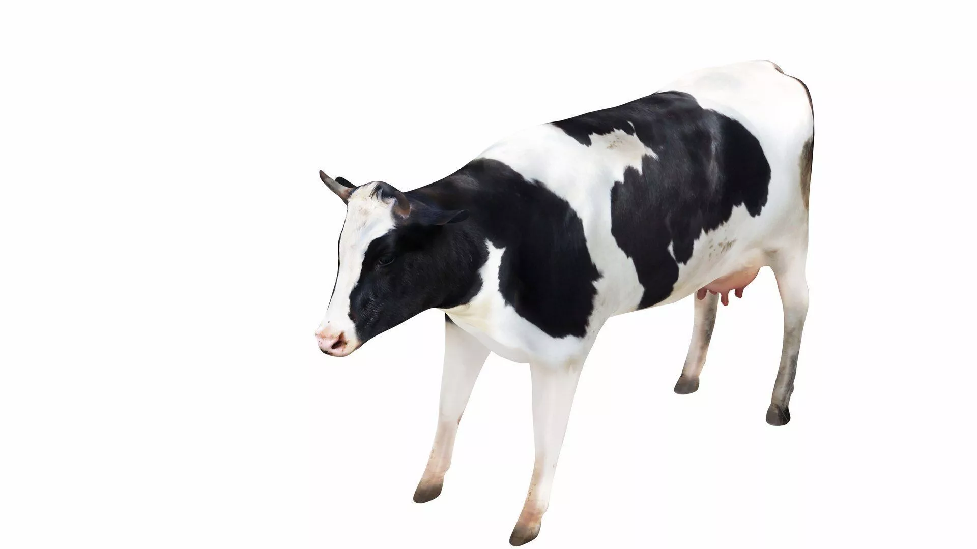 Dairy Cow 4 Low-poly 3D model