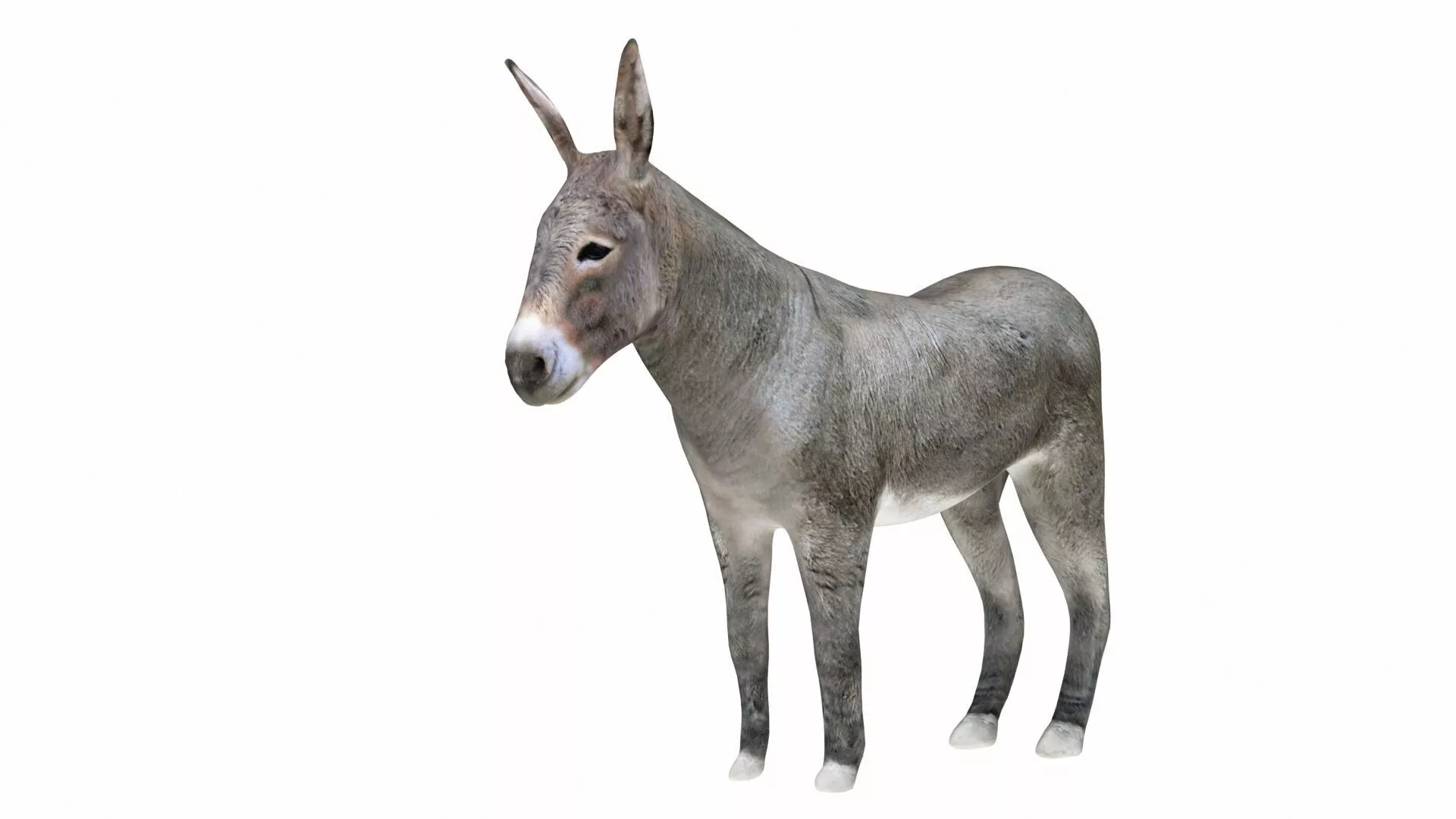 Donkey Gray Low-poly 3D model