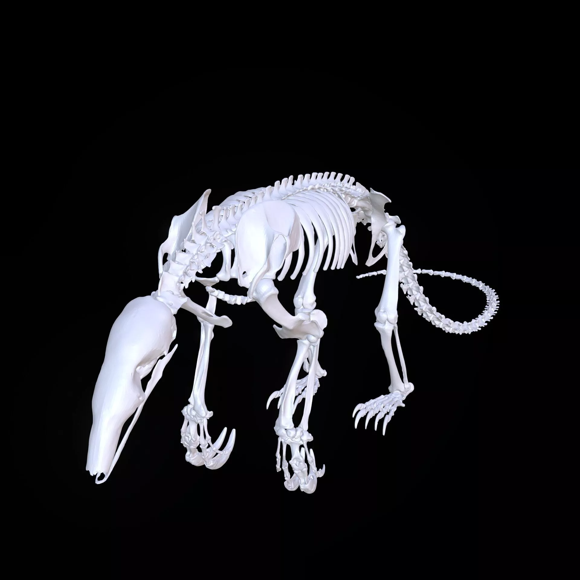 ANTEATER SKELETON ANATOMY BONES SKULL 3D print model