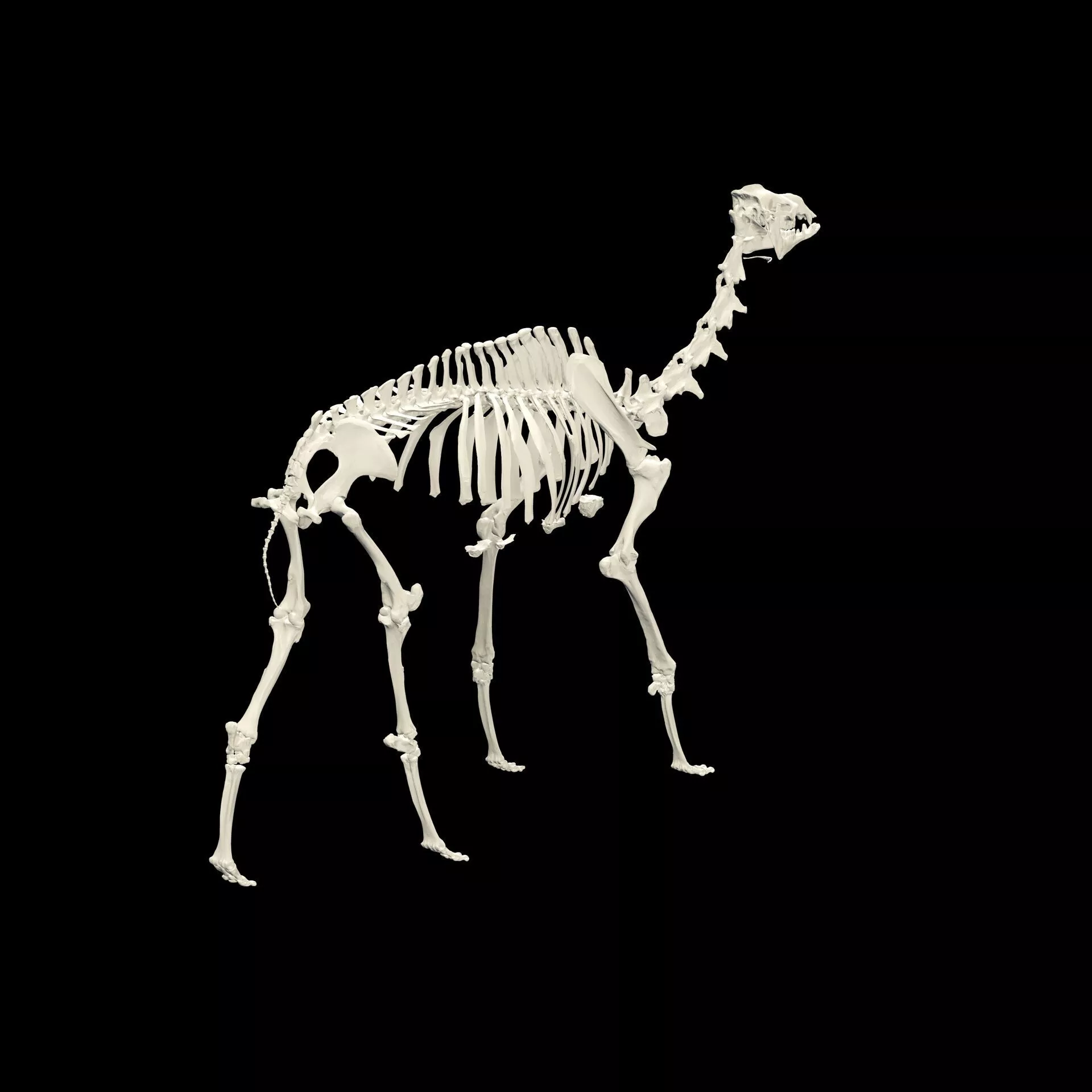SKELETYON KAMEL BONES ANATOMY 3D print model