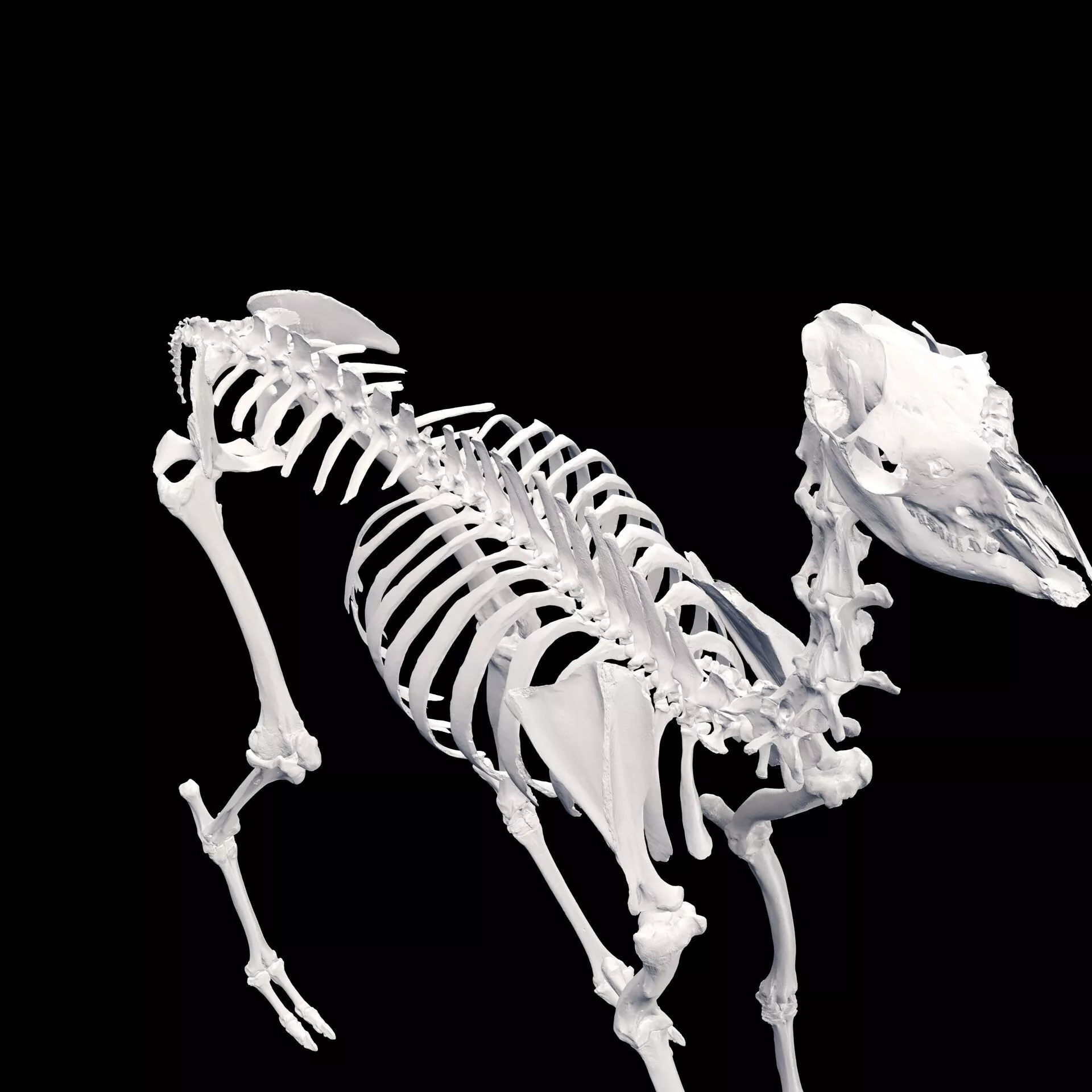LLAMA GLAMA KAMEL ANATOMY SKELETON BONES SKULL 3D print model
