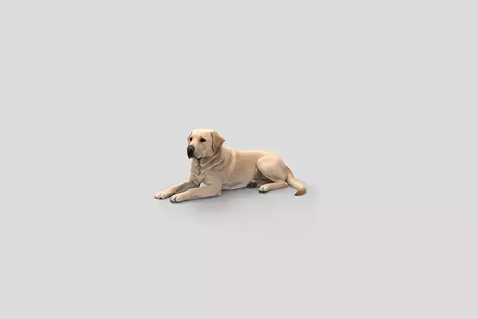 Realistic Labrador Lying Dog 3D Model