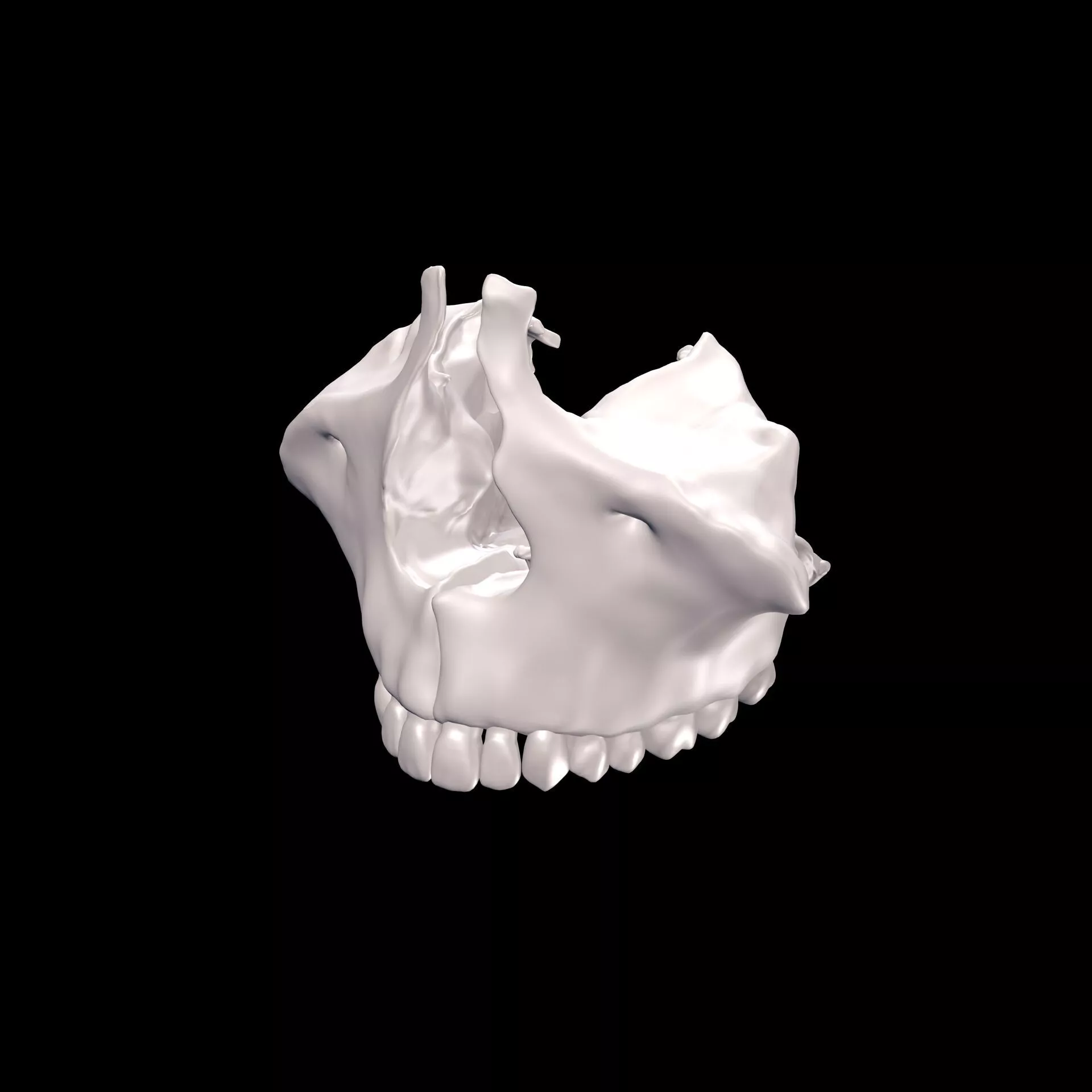 MAXILLA TEETH ANATOMY SKULL BONES SKELETON 3D print model
